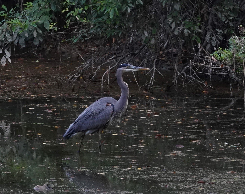 Great Blue Heron - ML269772541
