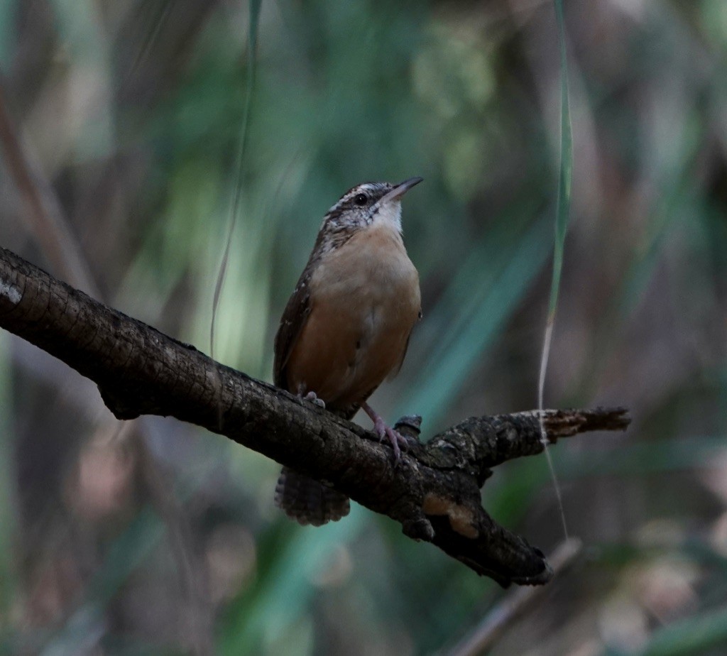 Carolina Wren - ML269772771