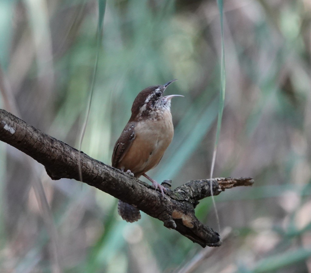 Carolina Wren - ML269772821