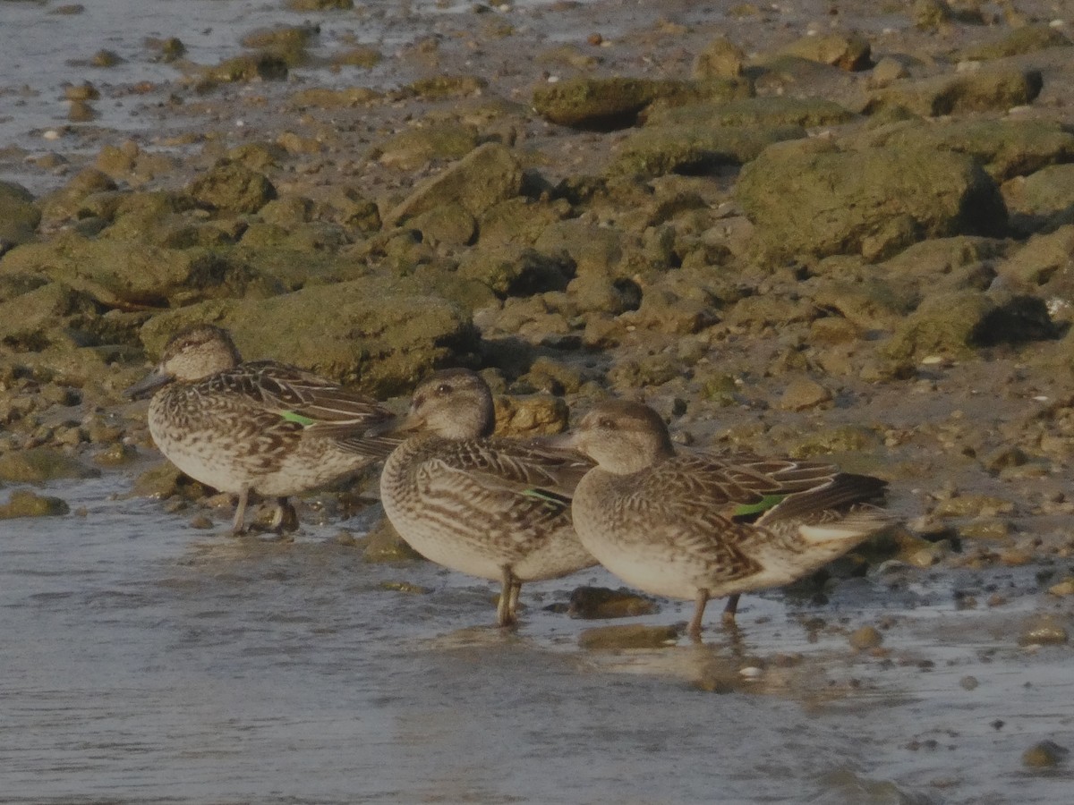 Green-winged Teal - ML269776211