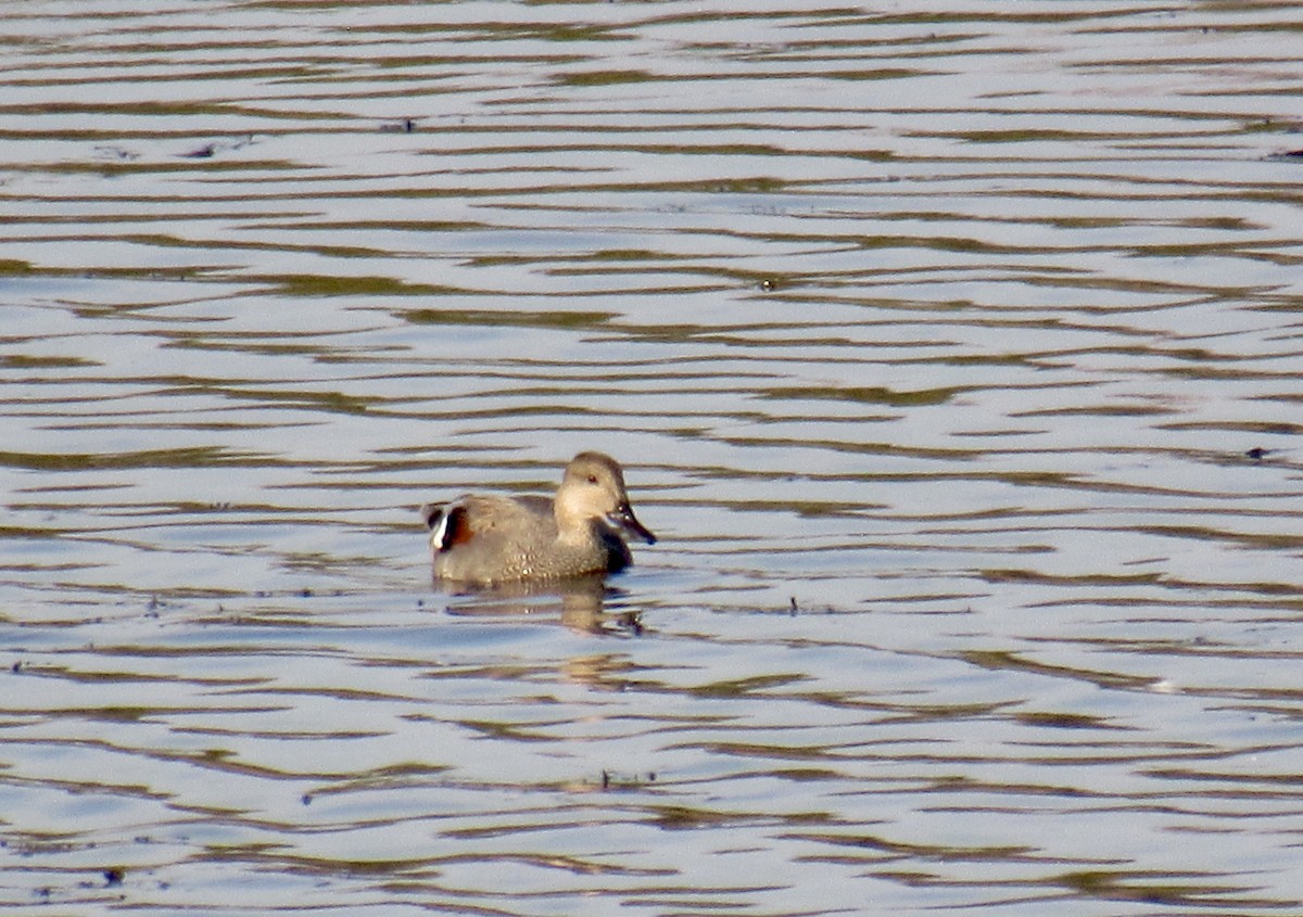 Gadwall - Jacob  Van Patten