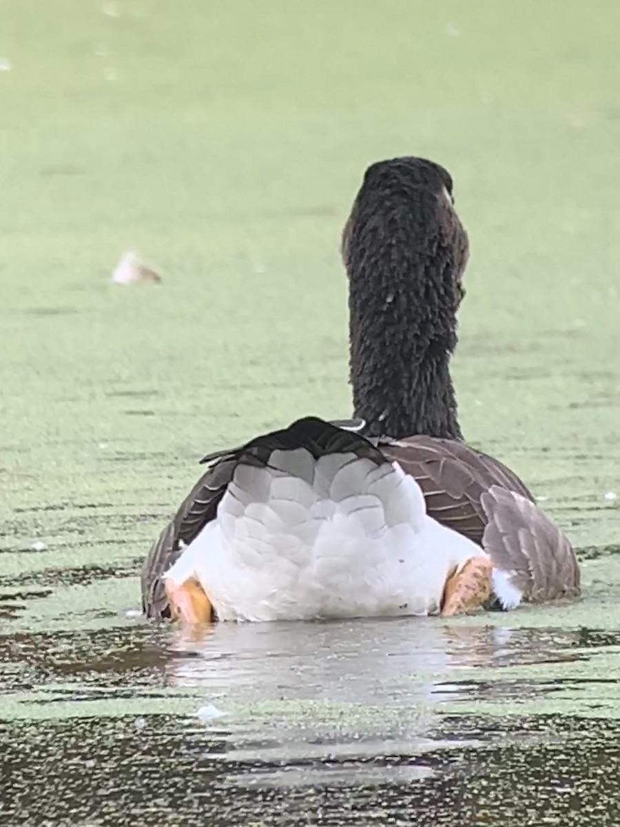 tamgås (domestisert Anser sp.) x kanadagås (hybrid) - ML269779801