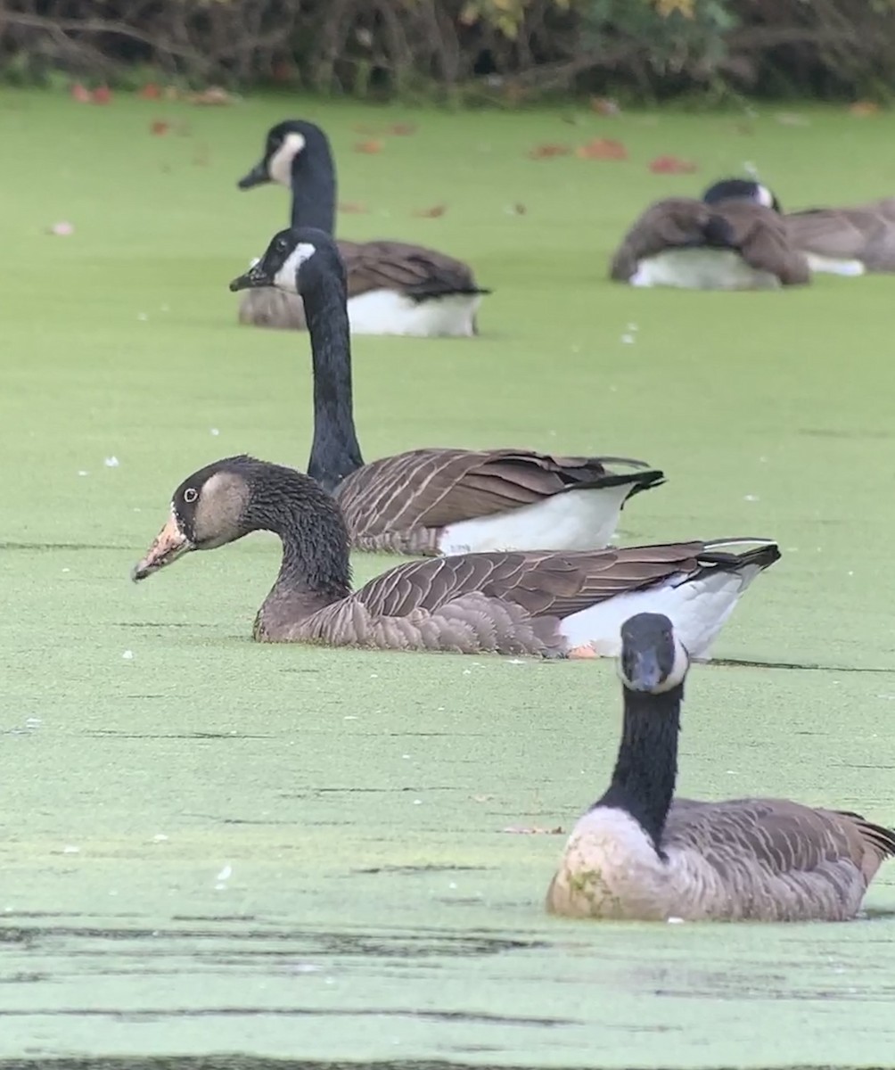 Domestic goose sp. x Canada Goose (hybrid) - ML269779821