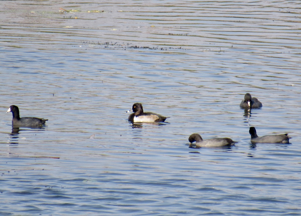 Ring-necked Duck - Jacob  Van Patten