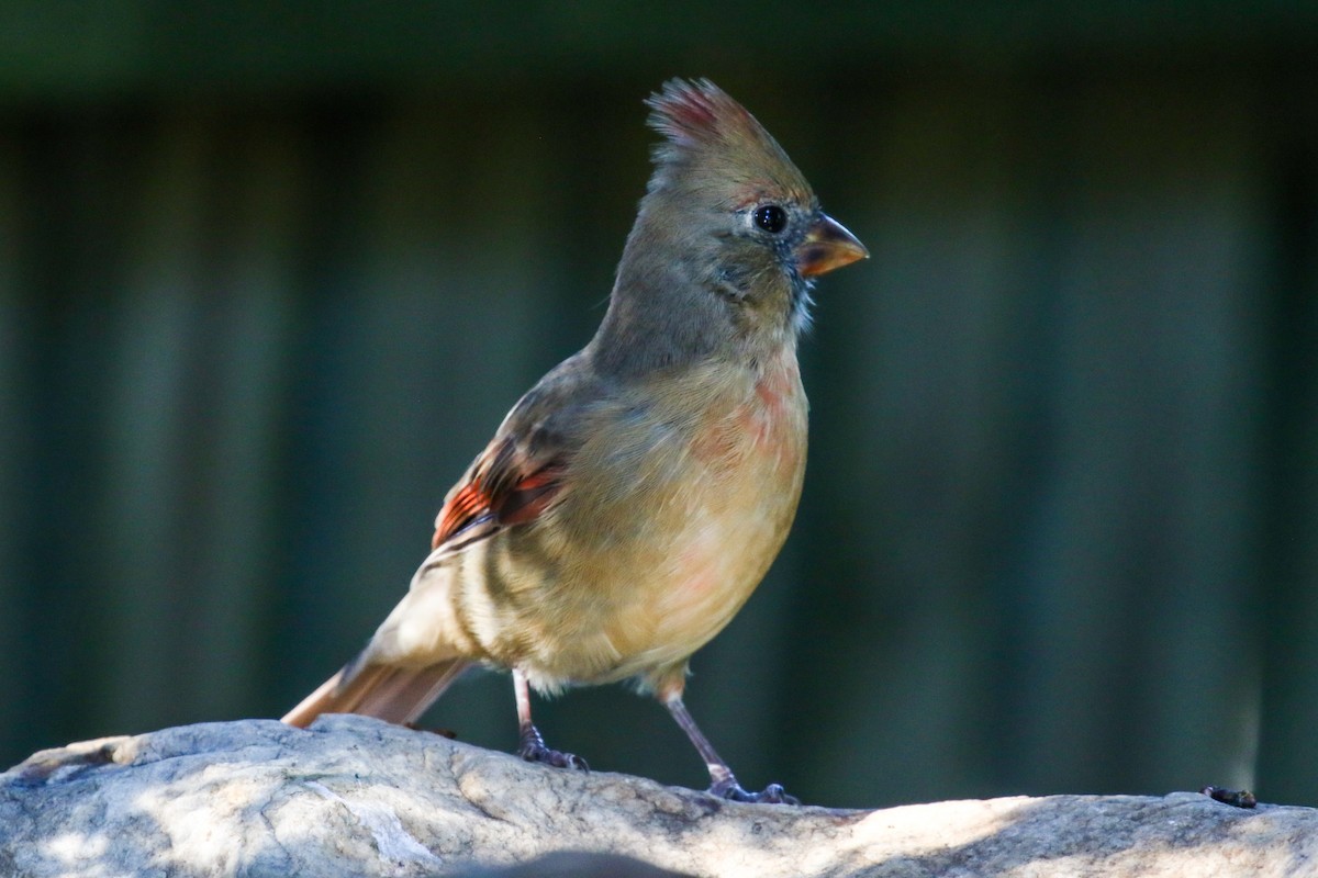 Northern Cardinal - Mary Barritt