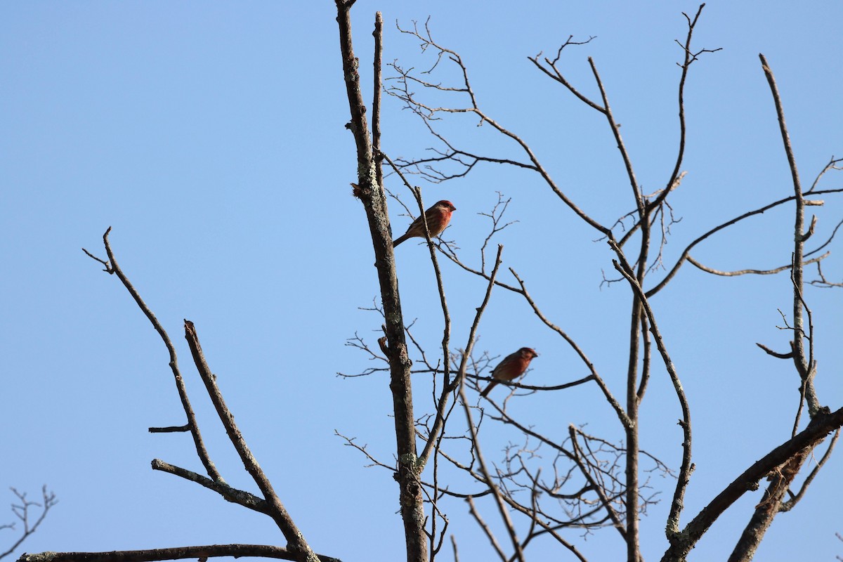 House Finch - Kalpesh Krishna