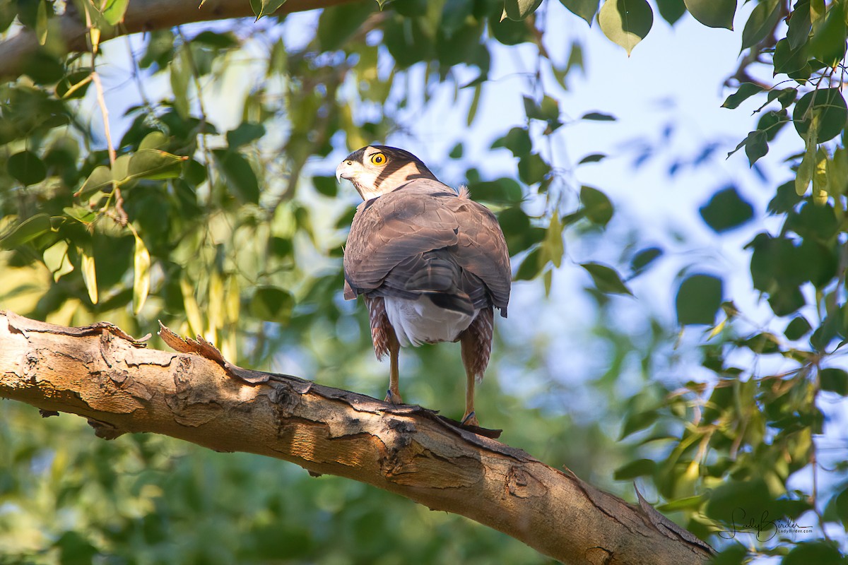 Cooper's Hawk - ML269781381