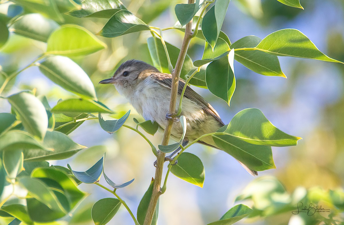 Warbling Vireo - ML269781441