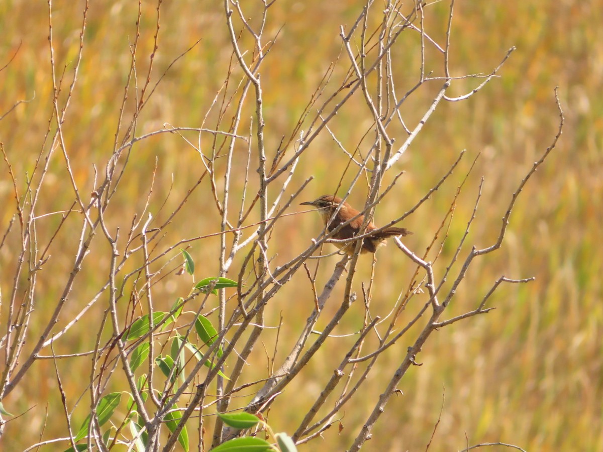 Carolina Wren - Weston Petty