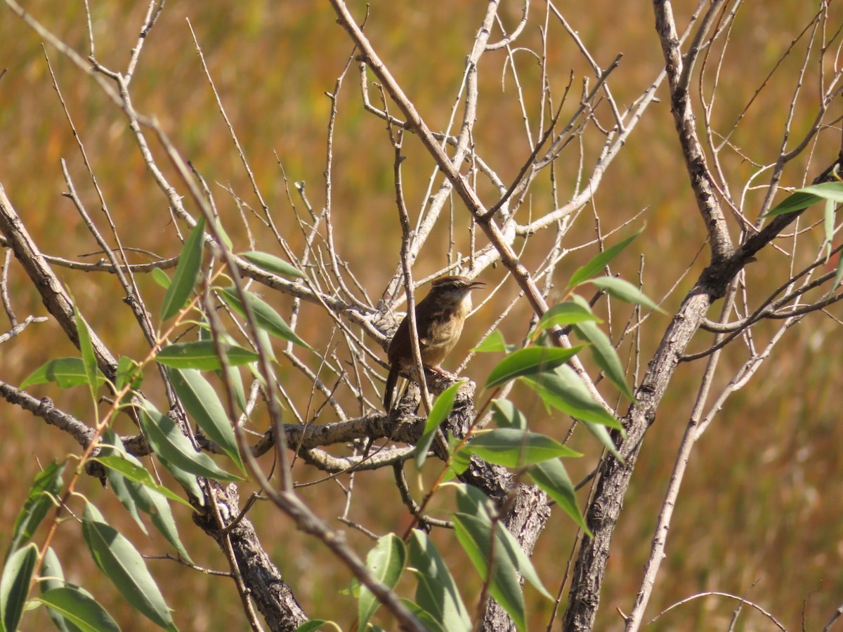 Carolina Wren - Weston Petty