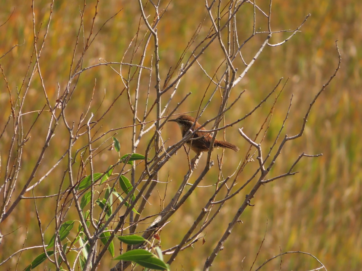 Carolina Wren - ML269781521