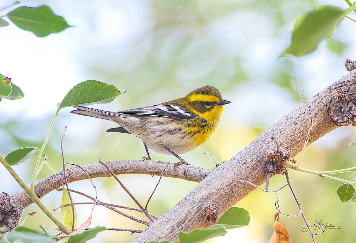 Townsend's Warbler - ML269781661