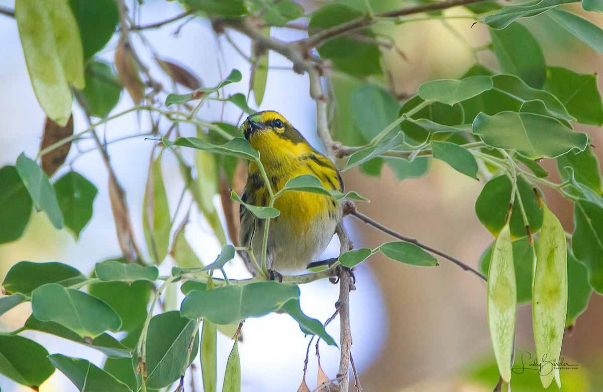 Townsend's Warbler - ML269781671