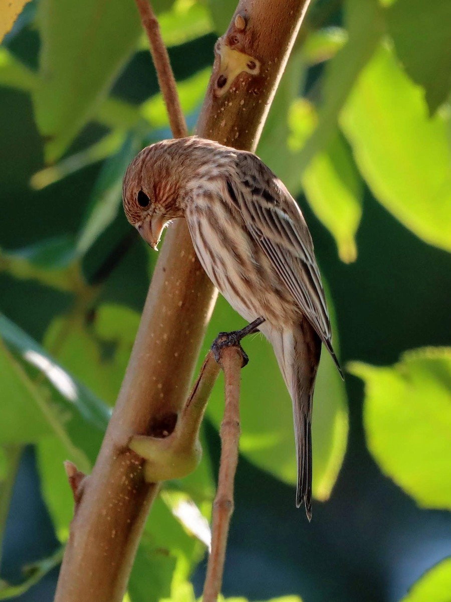 House Finch - Kalpesh Krishna