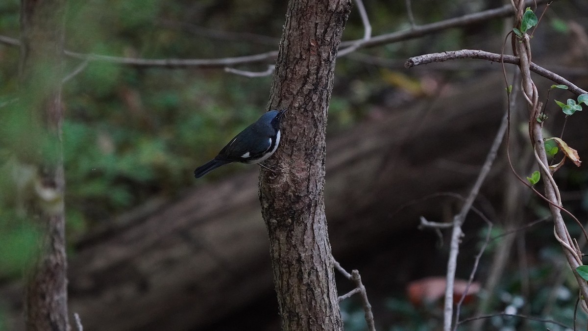 Black-throated Blue Warbler - ML269783241