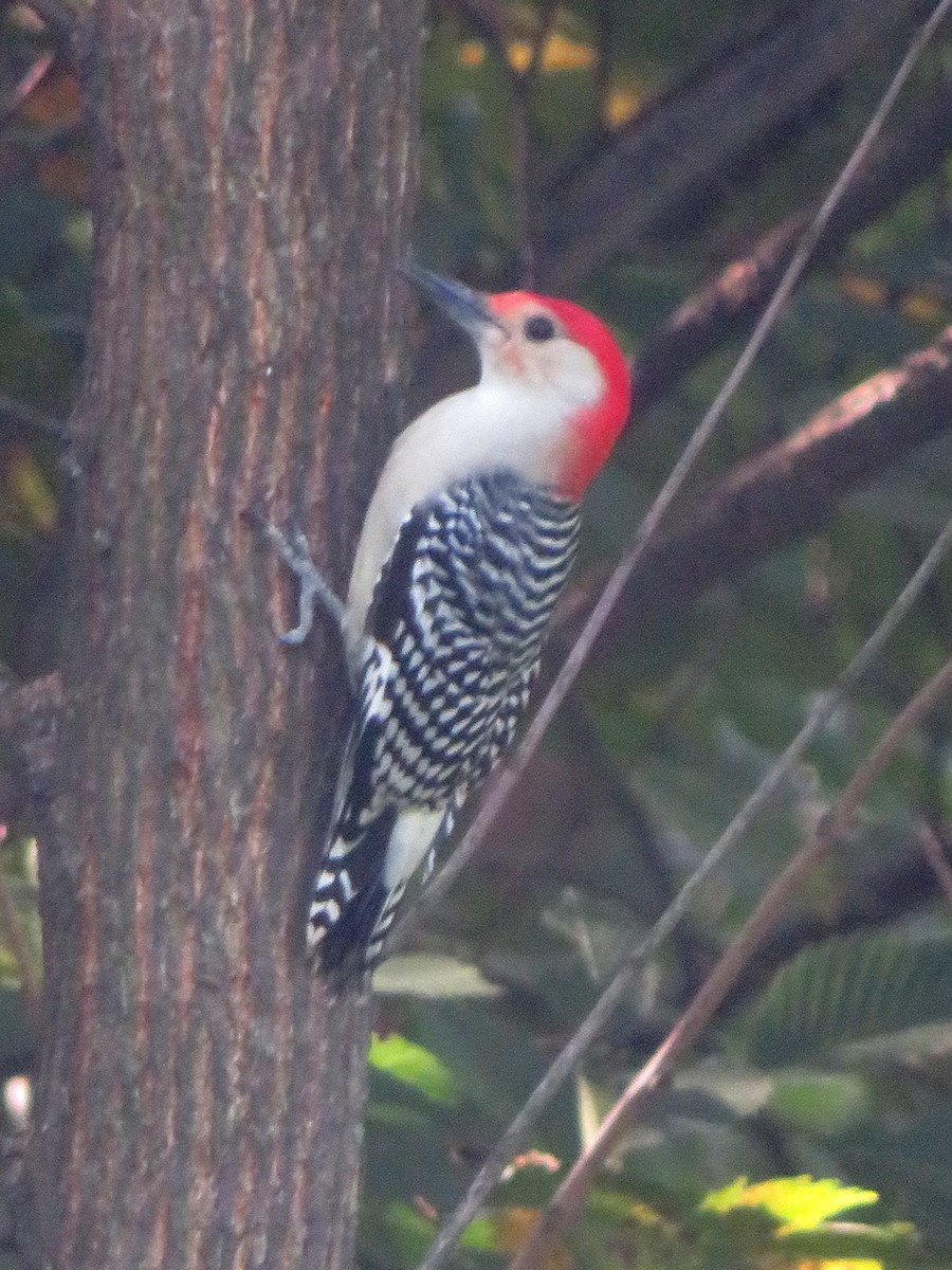 Red-bellied Woodpecker - ML269784091