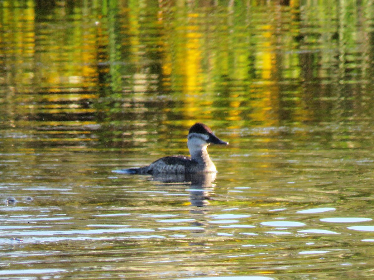 Ruddy Duck - ML269784671