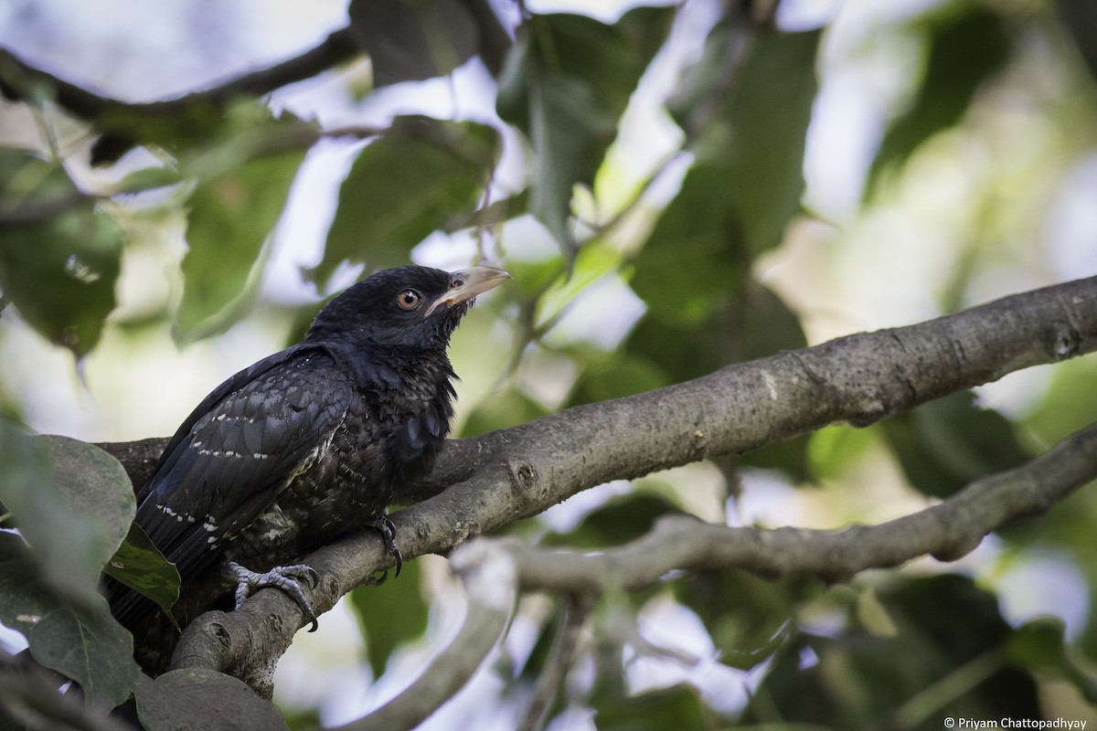 Asian Koel - Priyam Chattopadhyay