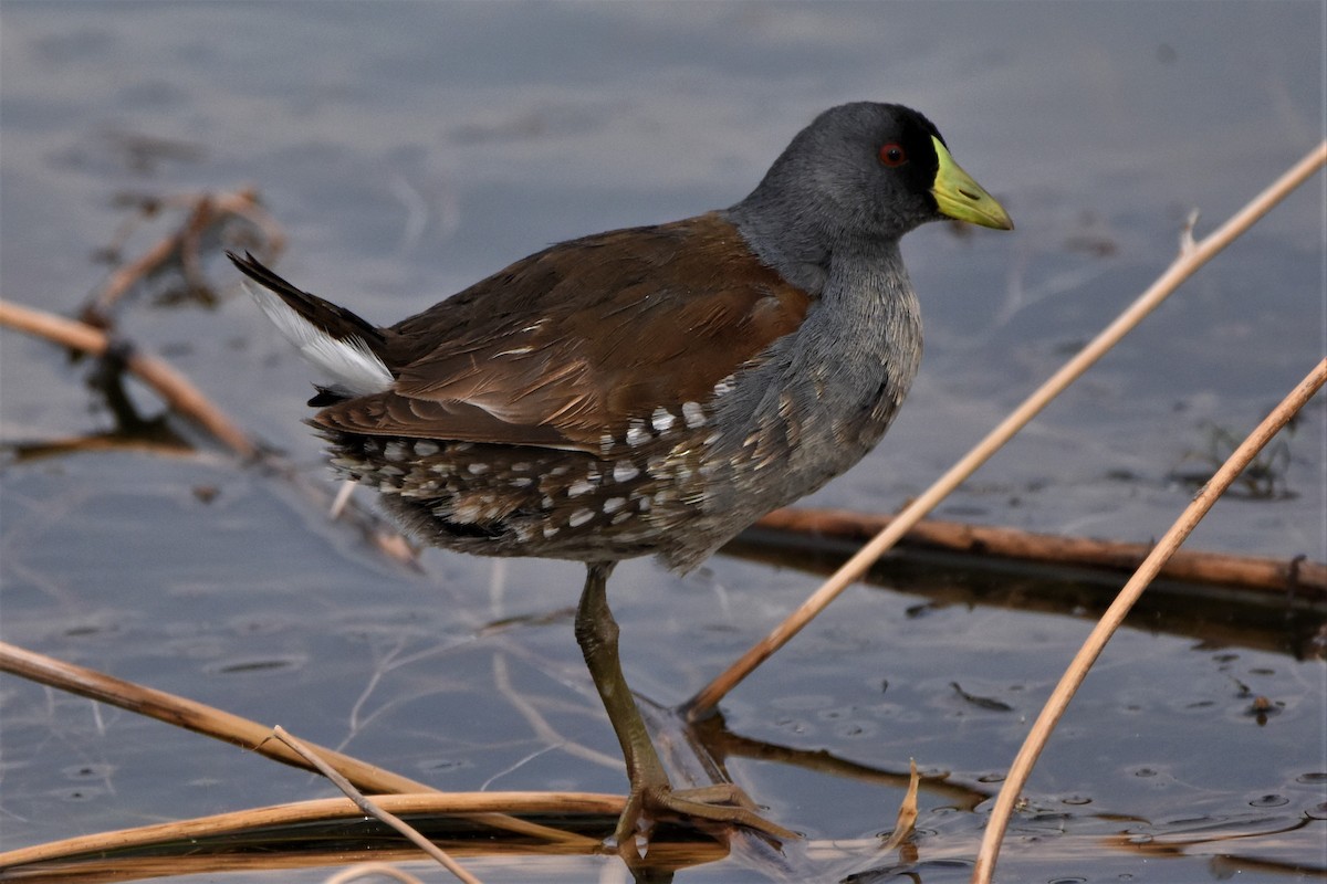 Spot-flanked Gallinule - Bernardo Sayus