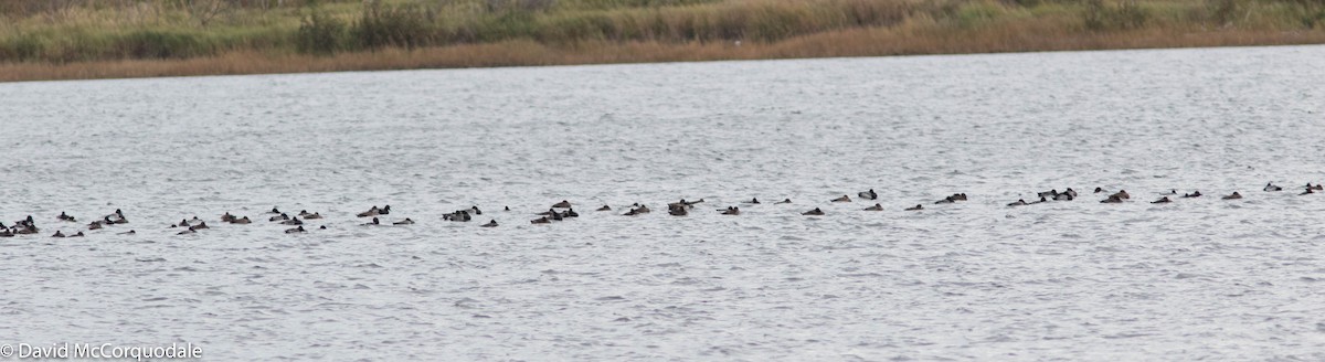 Greater Scaup - ML269788571