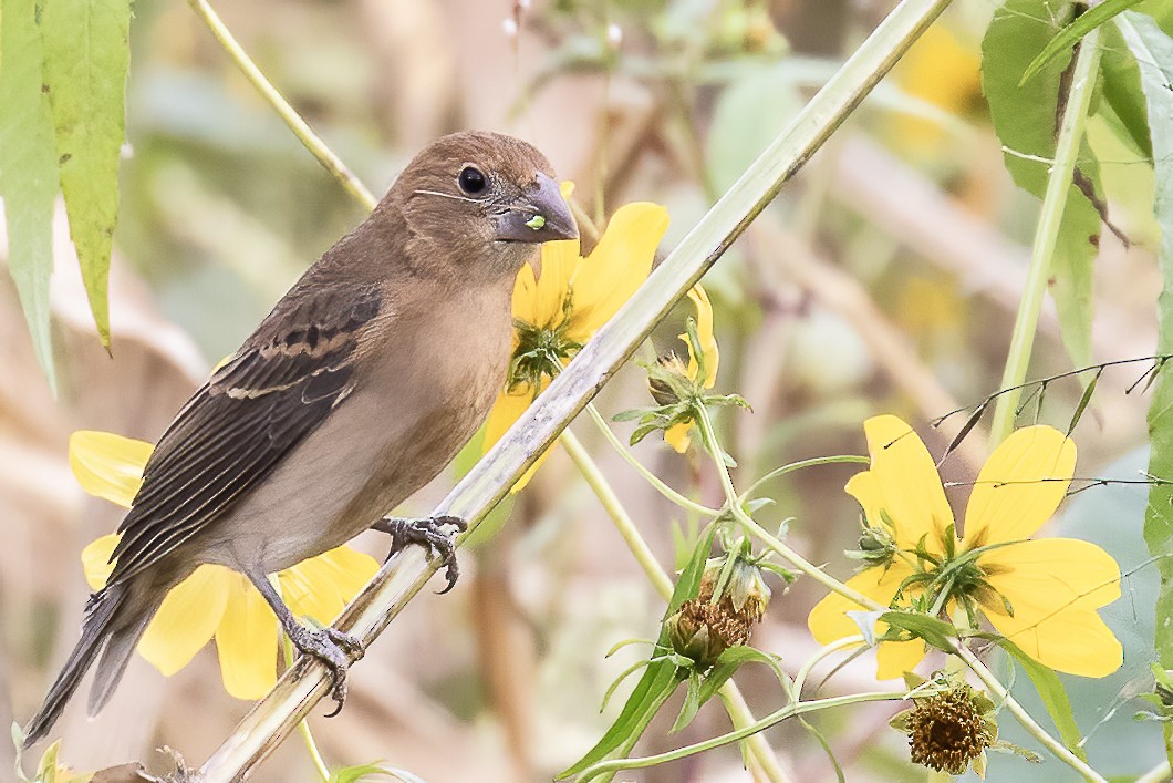 Blue Grosbeak - Bill Wood