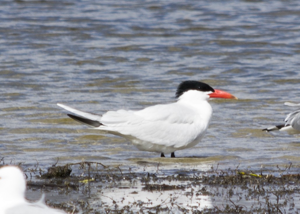 Caspian Tern - Caleb Myers