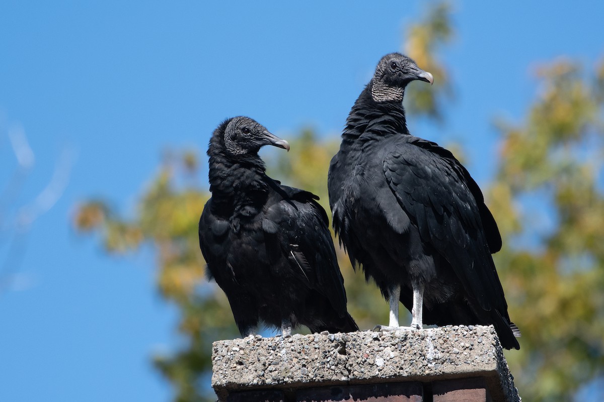 Black Vulture - Richard Littauer