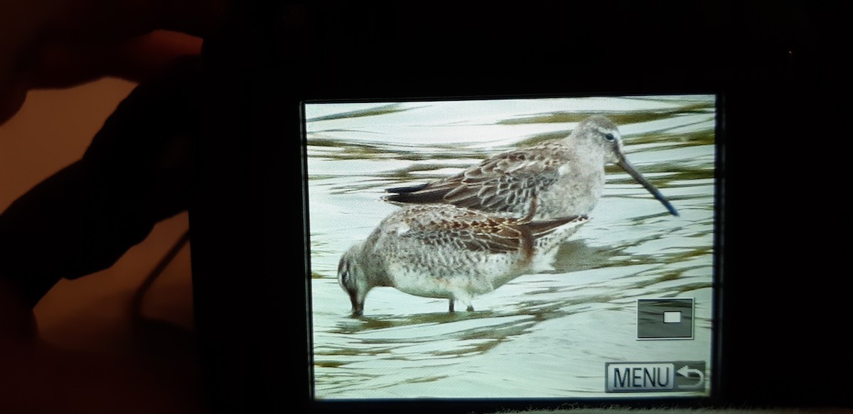 Long-billed Dowitcher - ML269793231