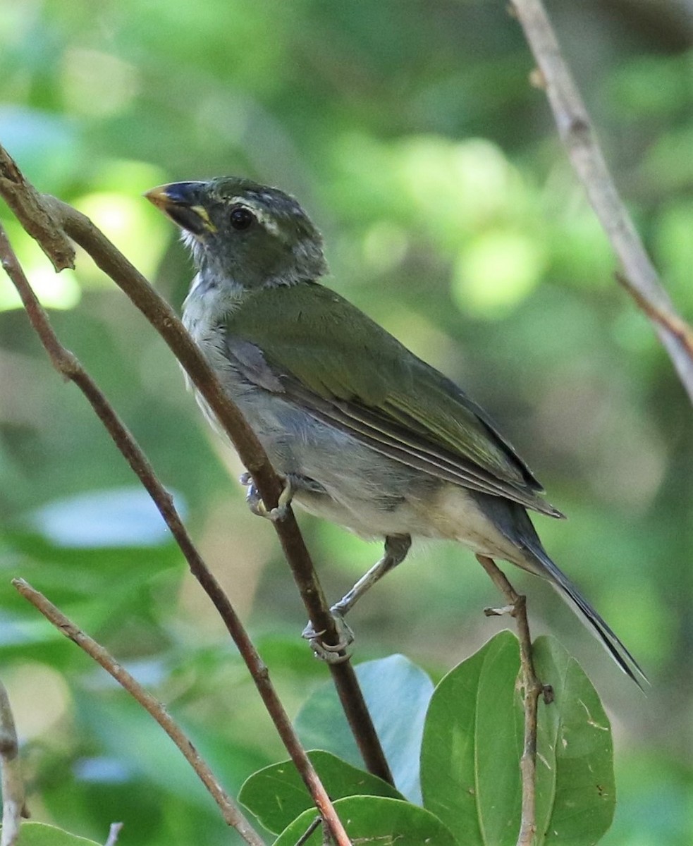 Lesser Antillean Saltator - Alain Pataud