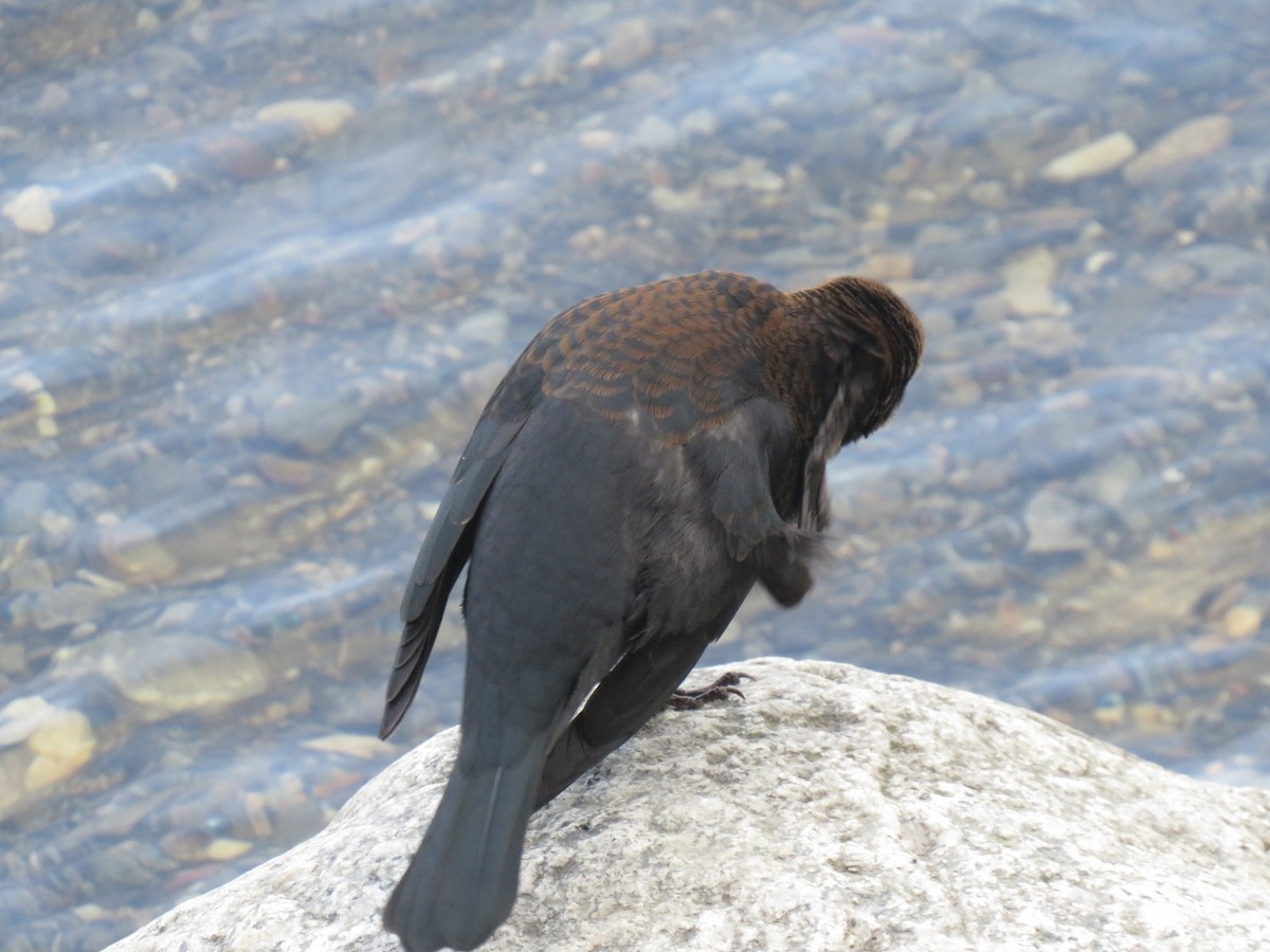 Rusty Blackbird - Alexander Merrigan