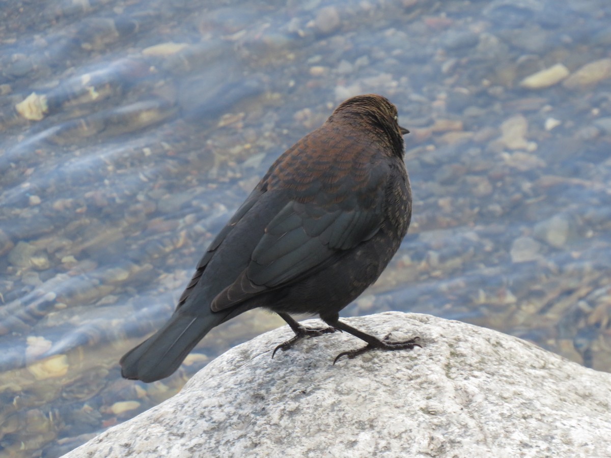 Rusty Blackbird - Alexander Merrigan