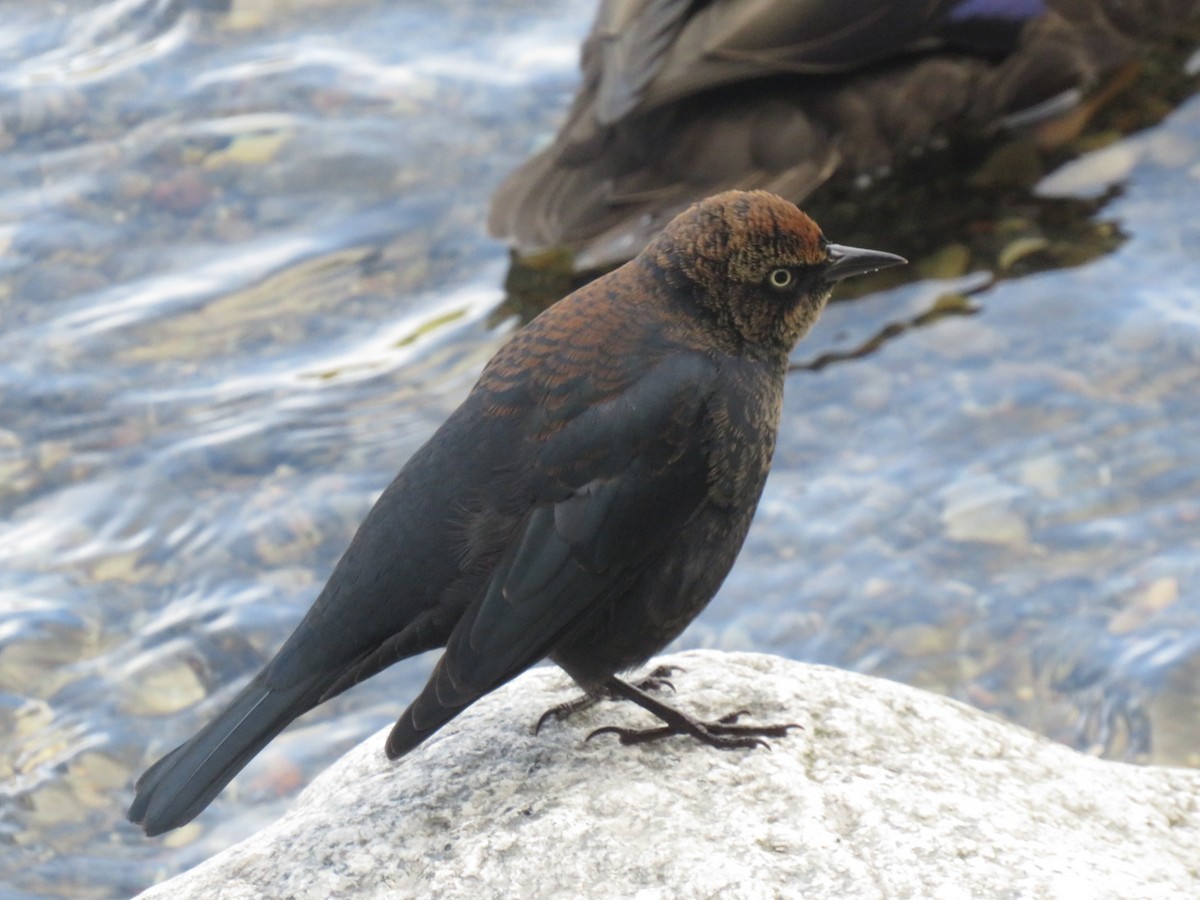 Rusty Blackbird - ML269798241