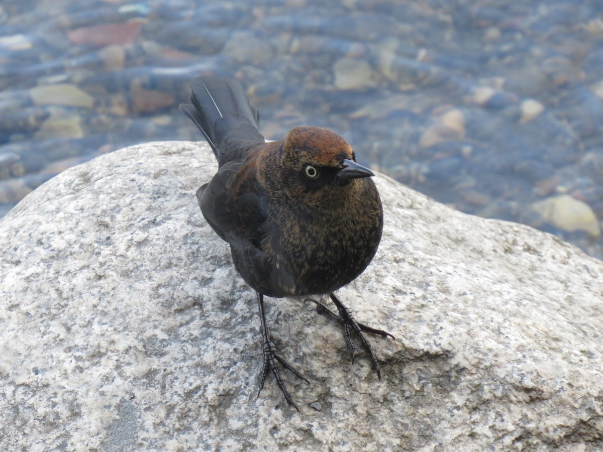 Rusty Blackbird - ML269798261