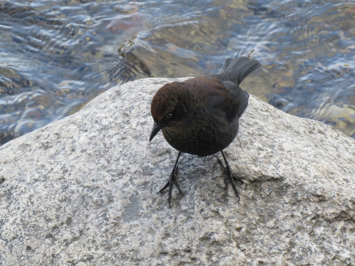 Rusty Blackbird - ML269798291