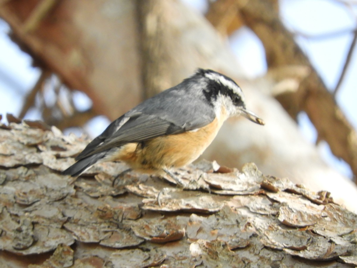 Red-breasted Nuthatch - Becky Kitto