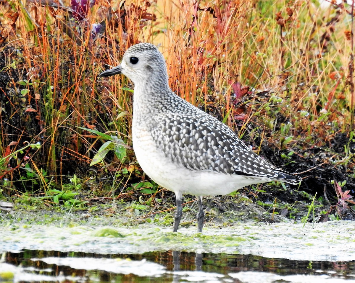 Black-bellied Plover - ML269802031