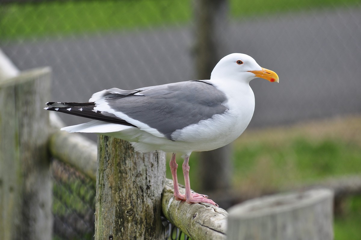 Western Gull - Joel Rurik
