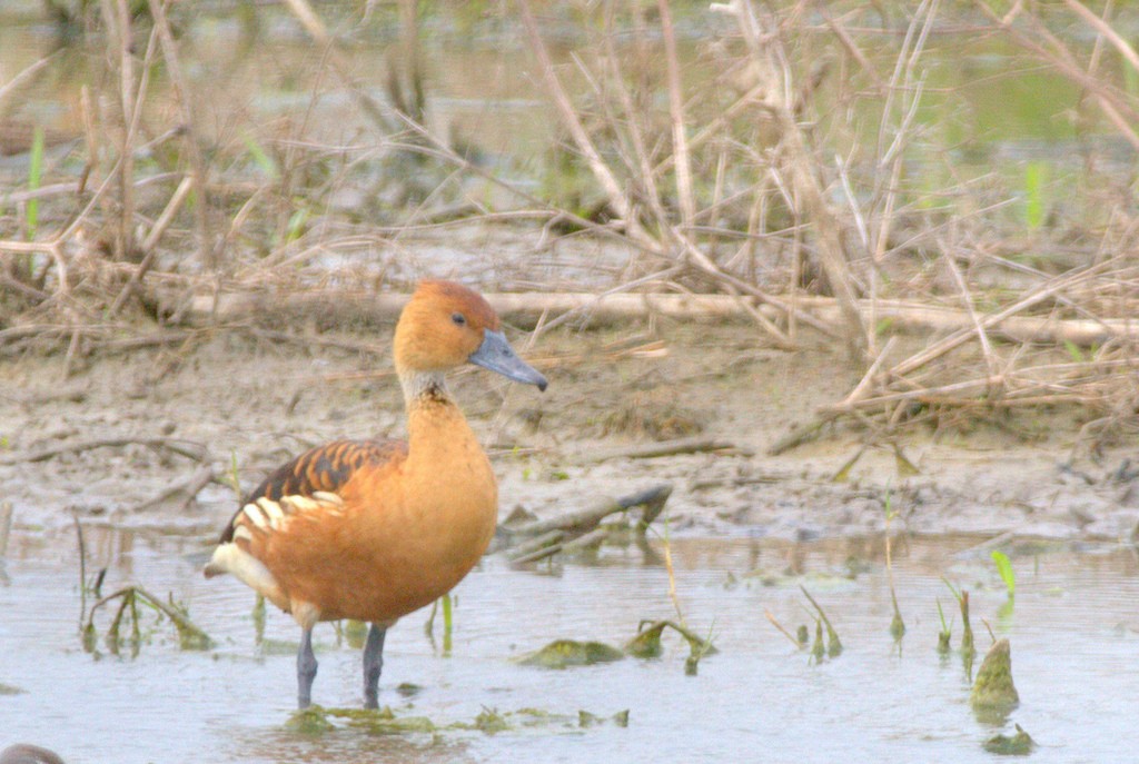 Dendrocygne fauve - ML26980301