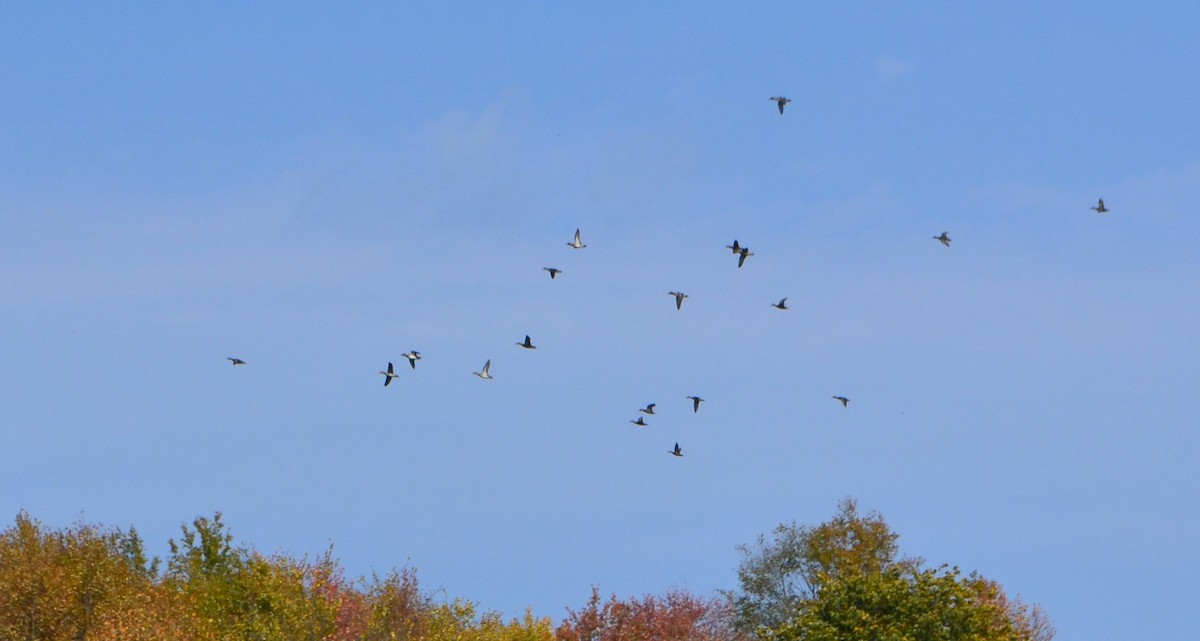 Green-winged Teal - ML269803301