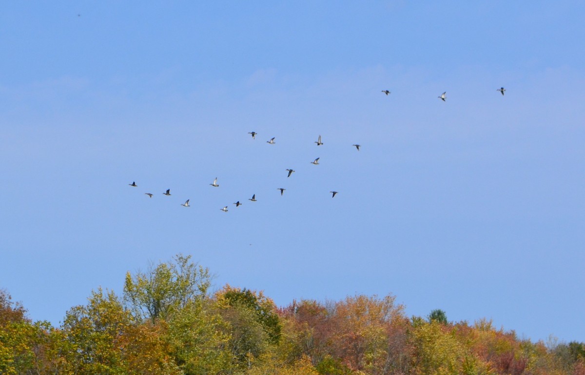 Green-winged Teal - ML269803331