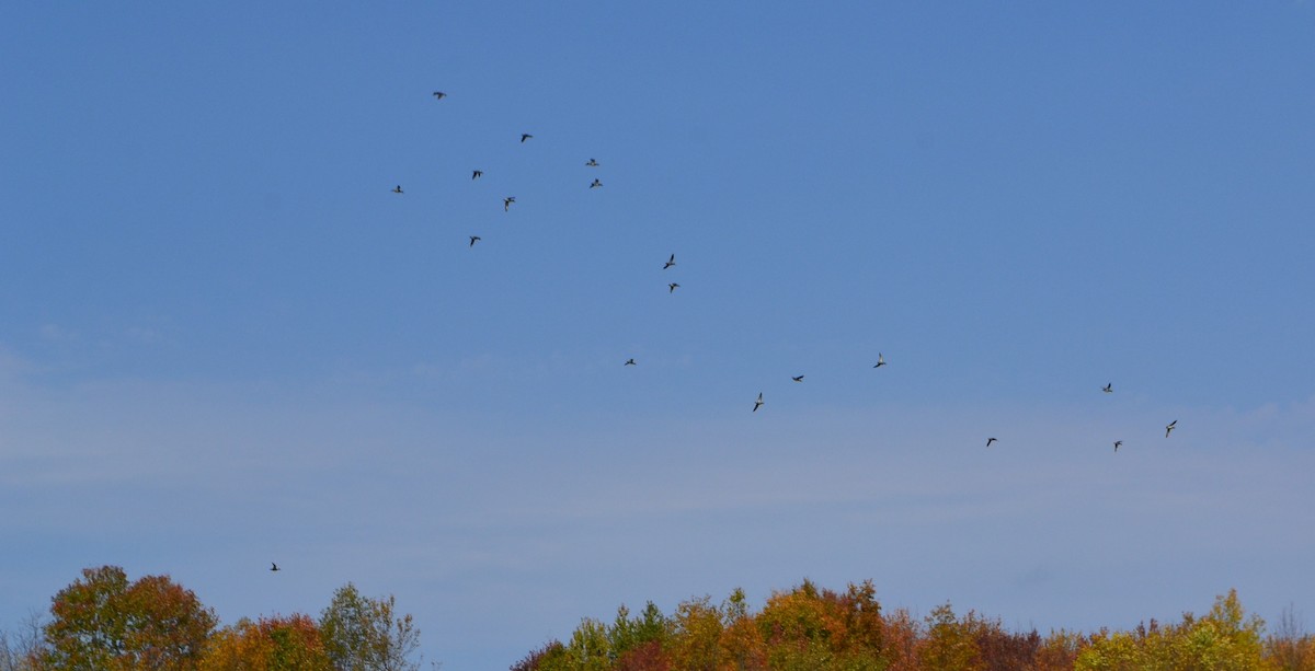 Green-winged Teal - ML269803361