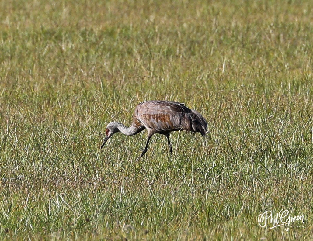 Sandhill Crane - Phil Green