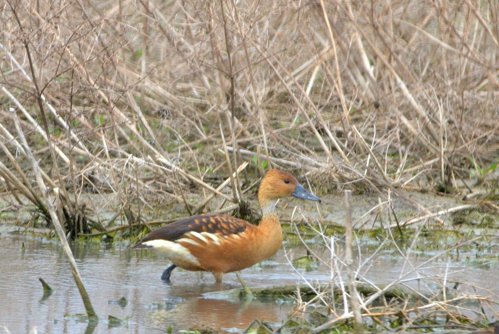 Fulvous Whistling-Duck - Susan Elliott