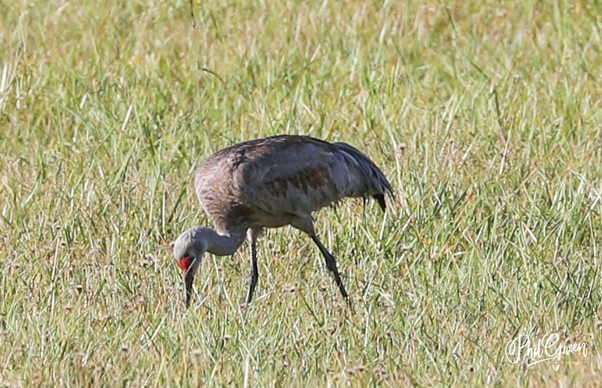 Grulla Canadiense - ML269805491