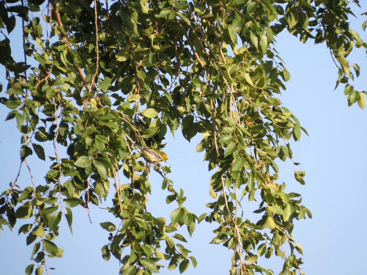 Black-throated Green Warbler - ML269809051