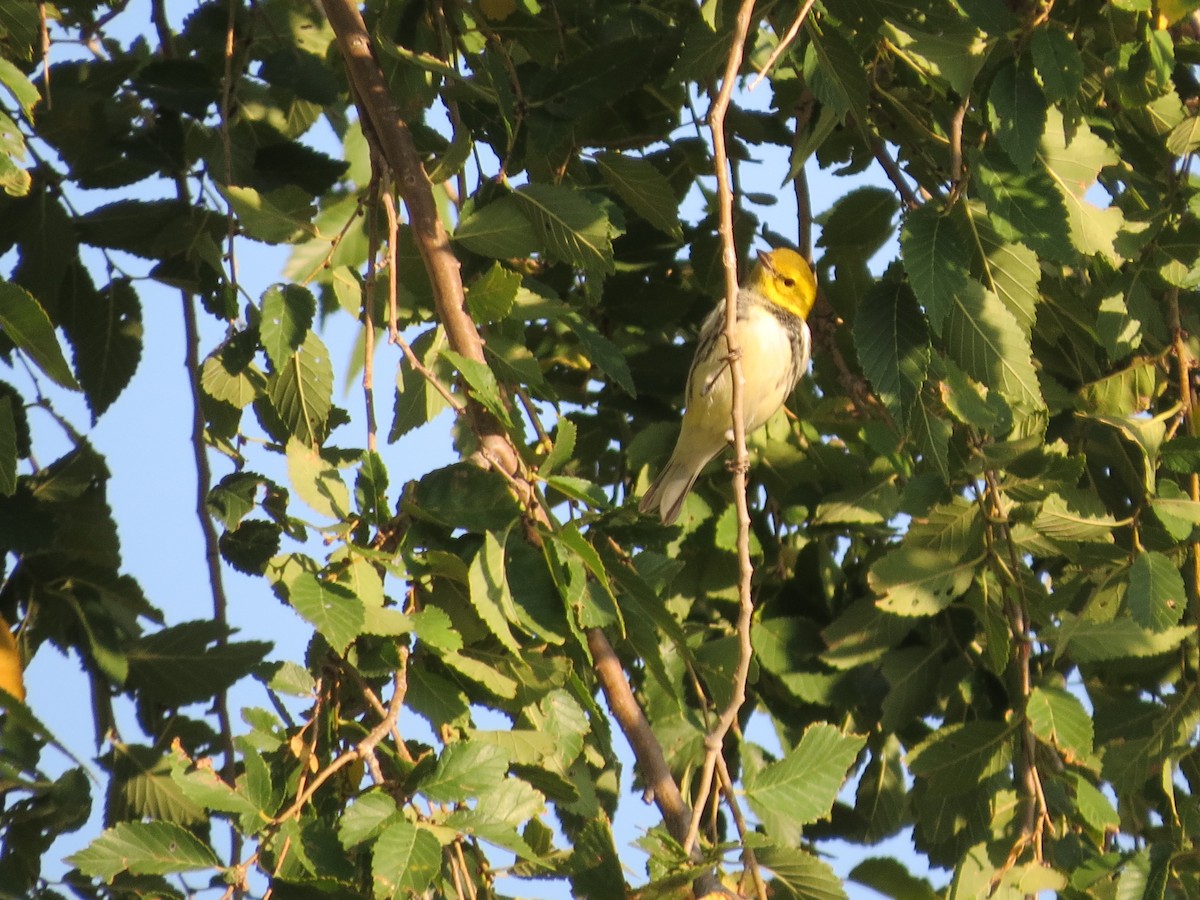 Grünmantel-Waldsänger - ML269809111