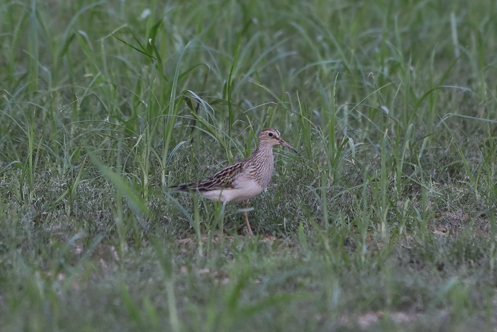 Pectoral Sandpiper - ML269809541