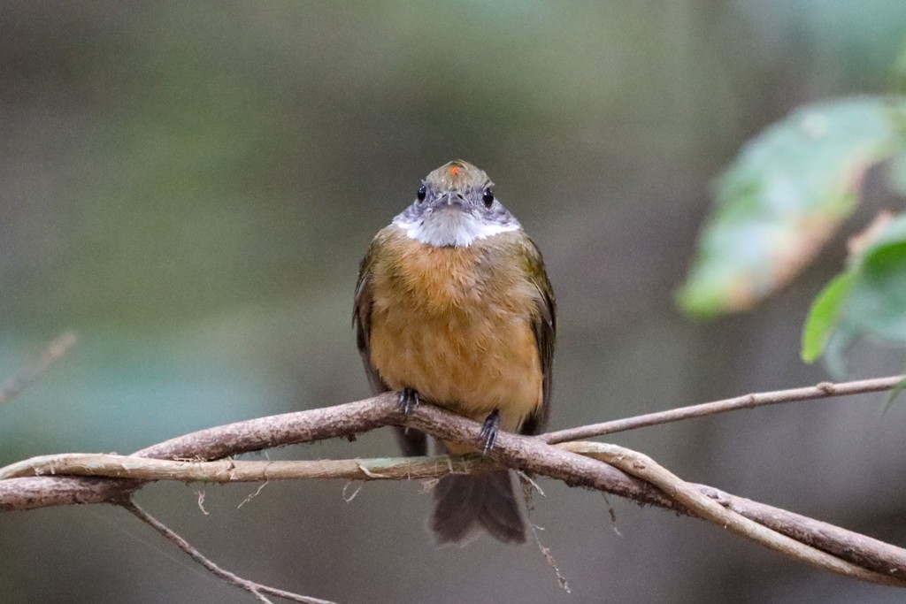 Orange-crowned Manakin - Ian Thompson