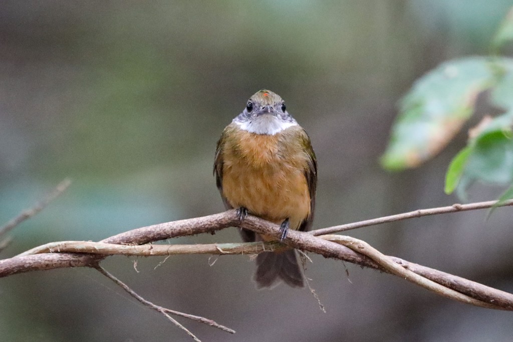 Orange-crowned Manakin - Ian Thompson