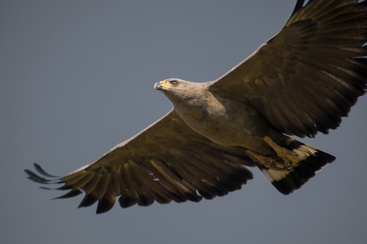 Águila de Azara - ML269809991